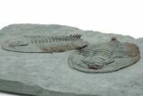 Pair Of Large Lower Cambrian Trilobites (Longianda) - Issafen, Morocco #233132-4